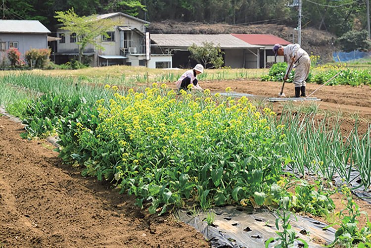 萬松寺近くの畑での風景。