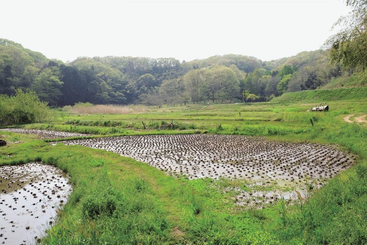 万松寺谷戸に広がる水田。谷戸には湧き水や湿地が多いので、水田が拓かれてきた。