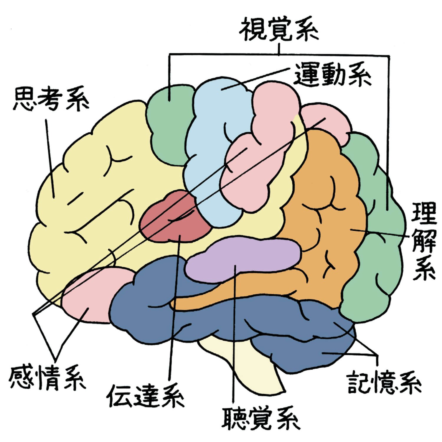 脳科学者・加藤俊徳先生が解説! 脳にいい散歩術 ~歩くことで、脳では何が起こっているのか~|さんたつ by 散歩の達人