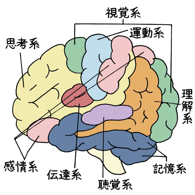 「脳番地」の図。左が前側、右が後ろ側。