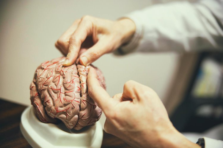 体を動かすことに関わる運動系脳番地は、頭頂部（前頭葉）から左右に位置している。