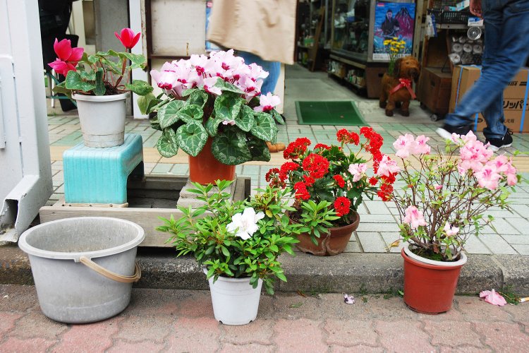 店頭を彩る色とりどりの花たち。