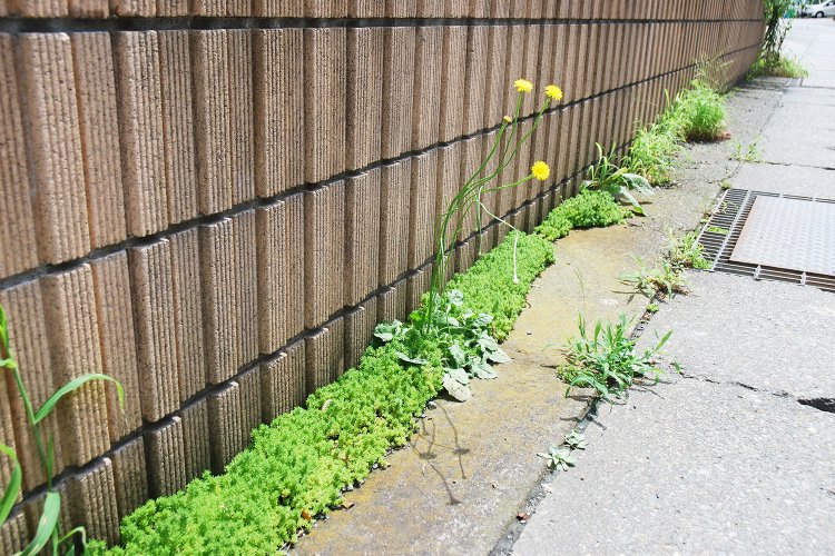 塀と道のスキマに導火線のように広がる緑。