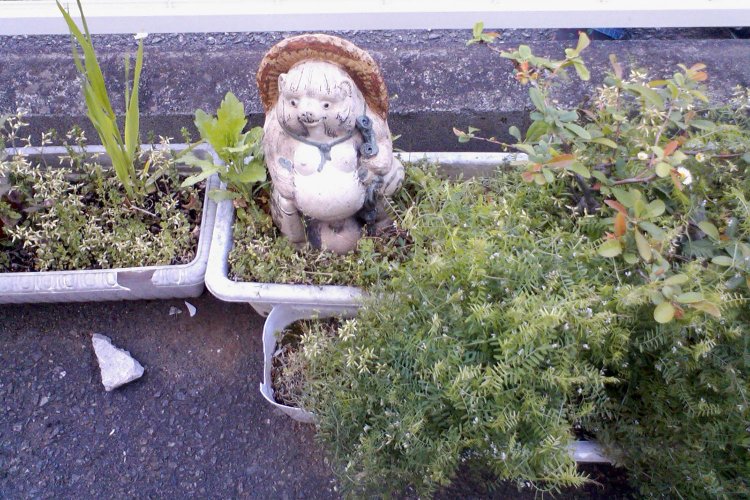 2010年、ふと目に止まった近所の鉢植え。