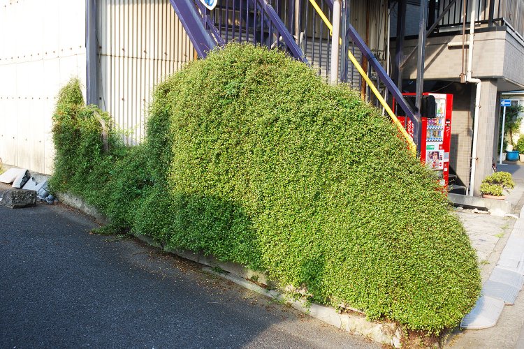 クジラのように生い茂ったワイヤープランツ。