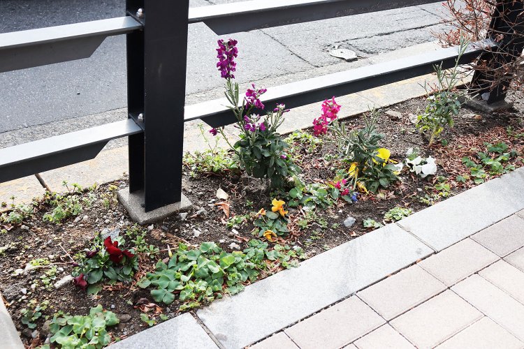 植え込みを彩るパンジーやストック。