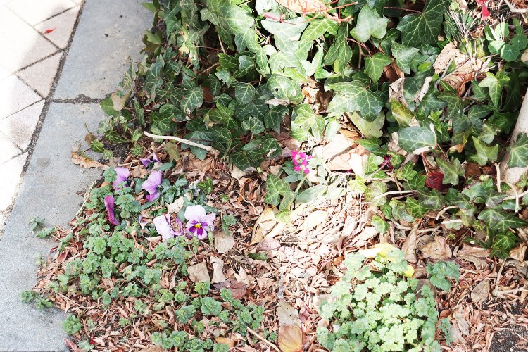 繁った葉や落ち葉の間から顔を出すパンジー。