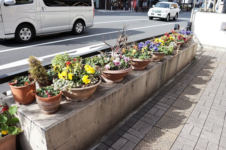 大通り沿いにズラリと並ぶパンジー。