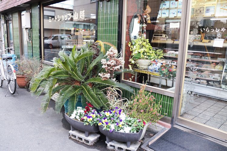 立派なソテツ。お店の方によると以前はもっと大きかったそう。