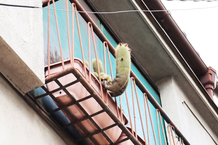 今にも動き出しそうなサボテン。