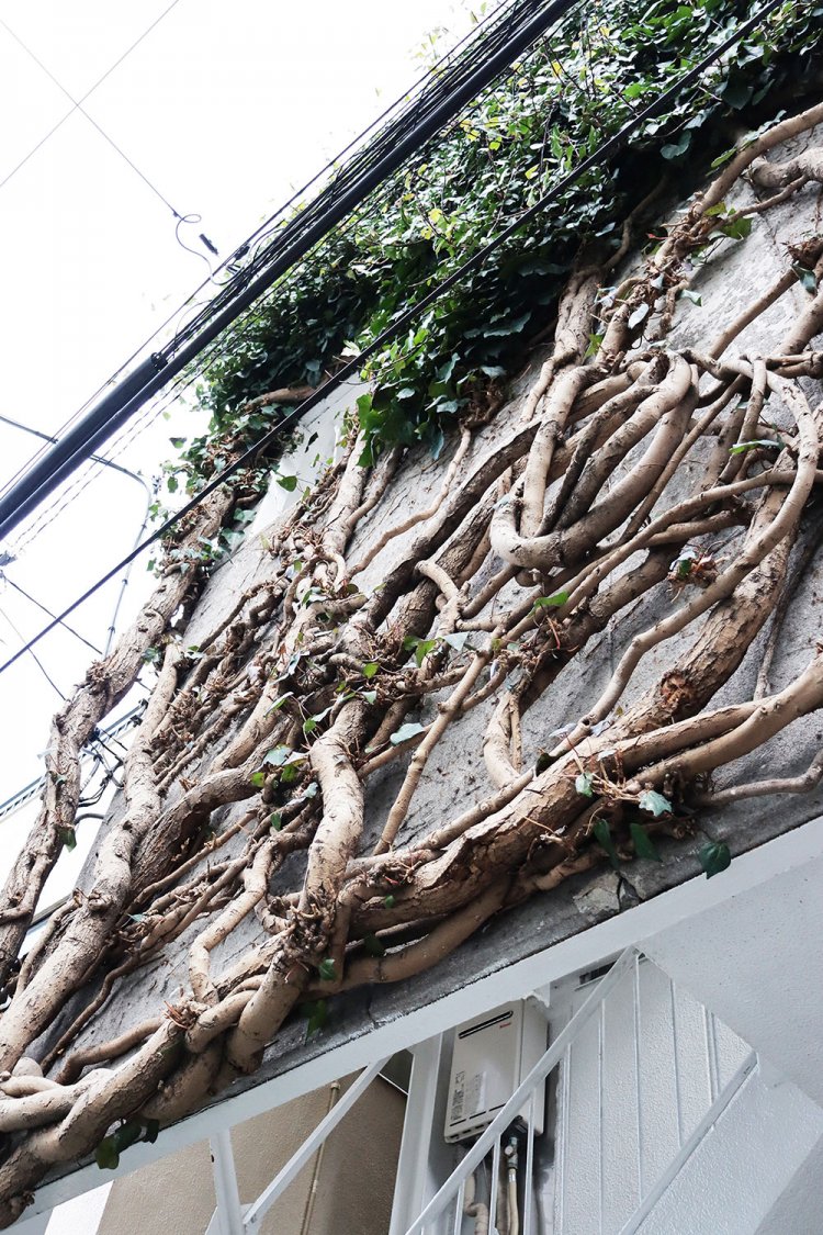 力強くうねる茎。