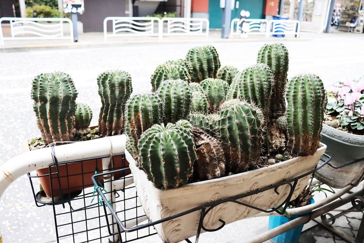 隅々まで園芸愛に満ちた街を歩く【村田あやこの路上園芸探訪・森下編】