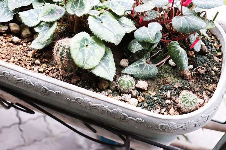 シクラメンの葉に隠れる「予備軍」。