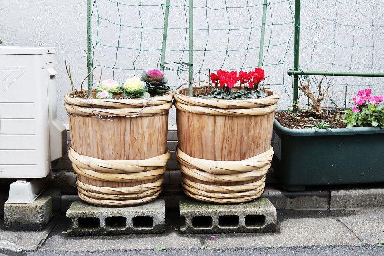 新し目の大きな酒樽に植えられたハボタンとシクラメン。