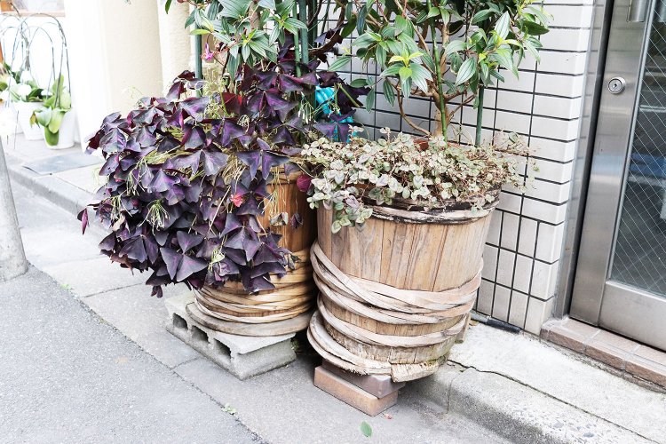 年季の入った樽からは、カタバミやヒメツルソバがもりもり溢れ出している。