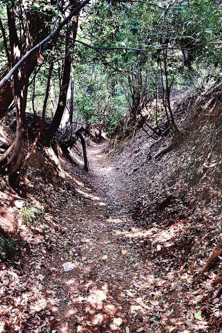 恵泉女学園大学の近くから古道へと入ると、すぐこの掘割状に造られた道がある。これは鎌倉古道跡と思えるのだが、どうだろう。もっと新しい道かもしれないが、不明。