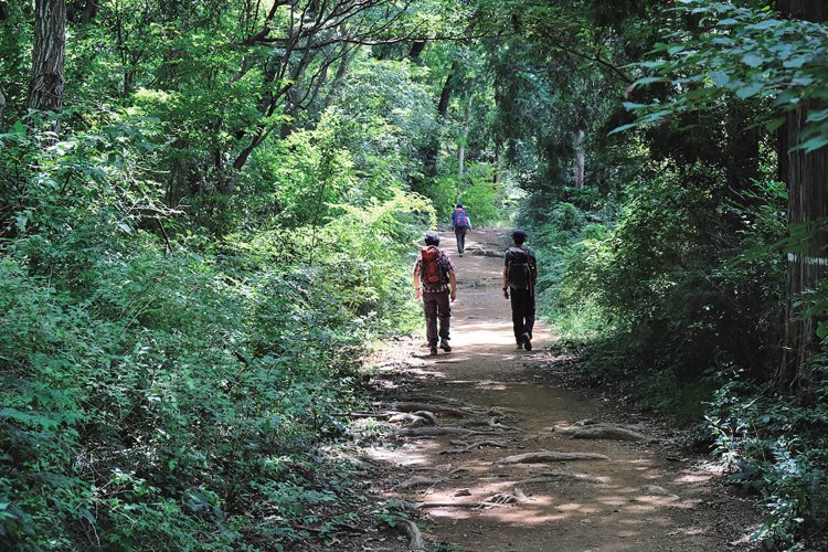ふれあい休憩所から榎窪山へ行く途中。平らな道でのんびり歩ける。こんな登山道もいい。