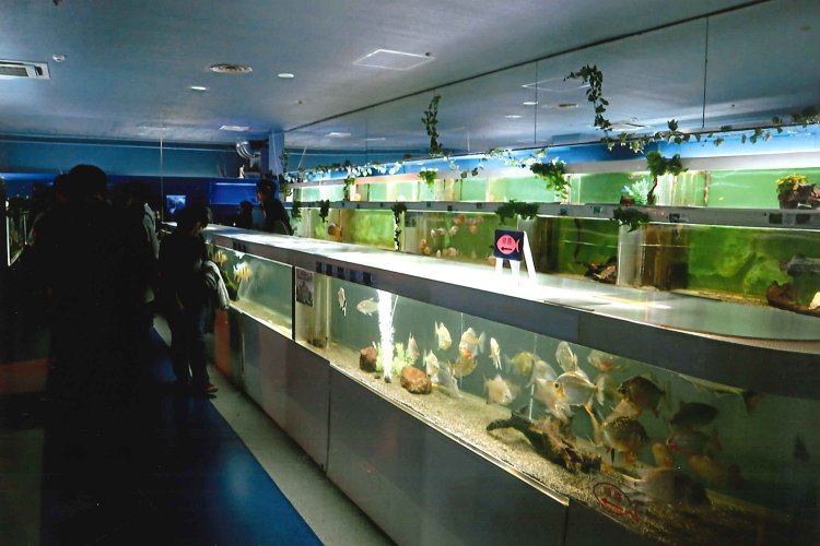 東京タワー水族館03