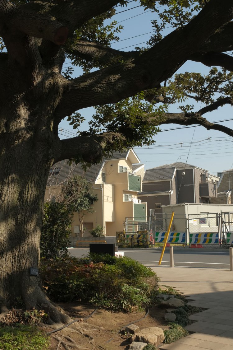 倉庫時代はゲート脇にあった大樹はスダジイという。向こうには“第２北王子踏切”の跡が見える。