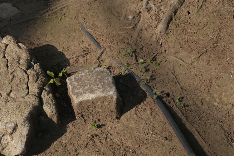 スダジイの傍らには境界標らしきものがあった。