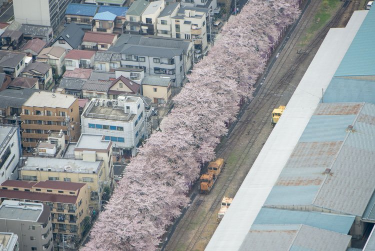満開の桜並木と倉庫内の側線。