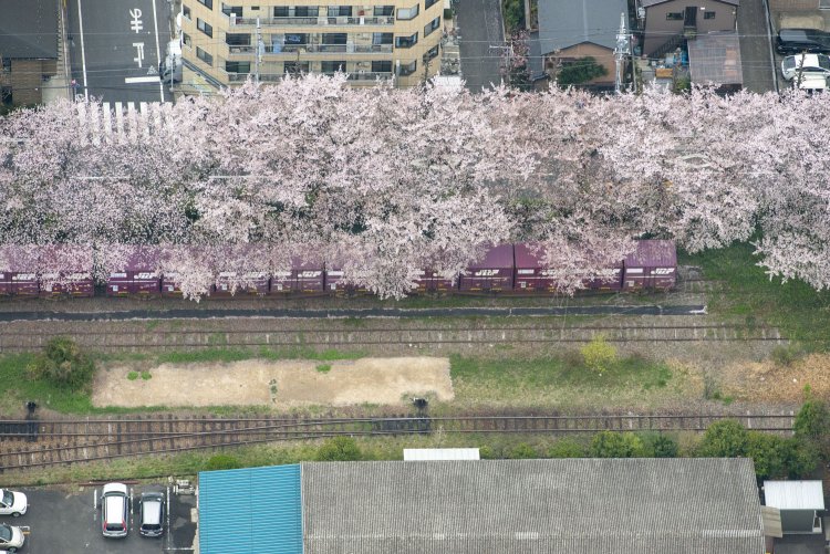 積荷が下りたコンテナ貨車が桜の下で休んでいる。