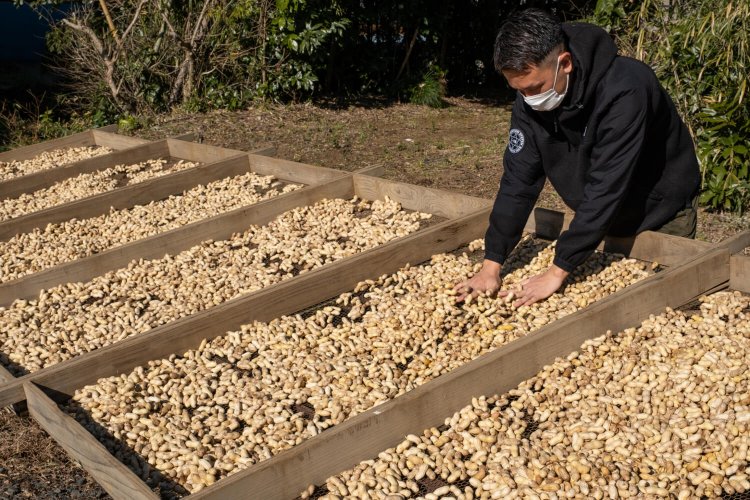 まんべんなく太陽の光を浴びるようこまめな作業が欠かせない天日干しの様子。