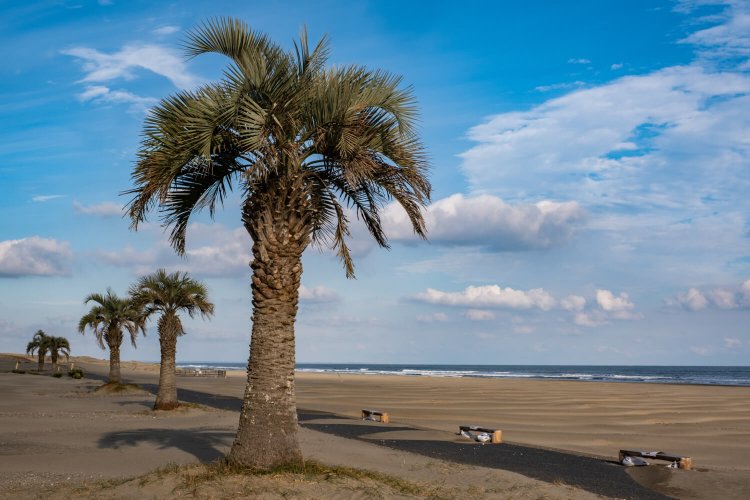 奥行き200ｍほどの白砂の浜には立ち並ぶヤシの木がよく似合う。