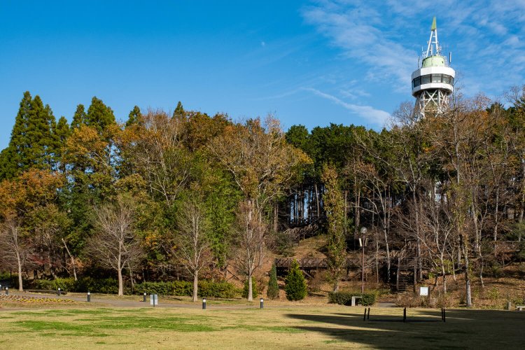 やすらぎの池近くから林越しにグリーンタワーを望む。