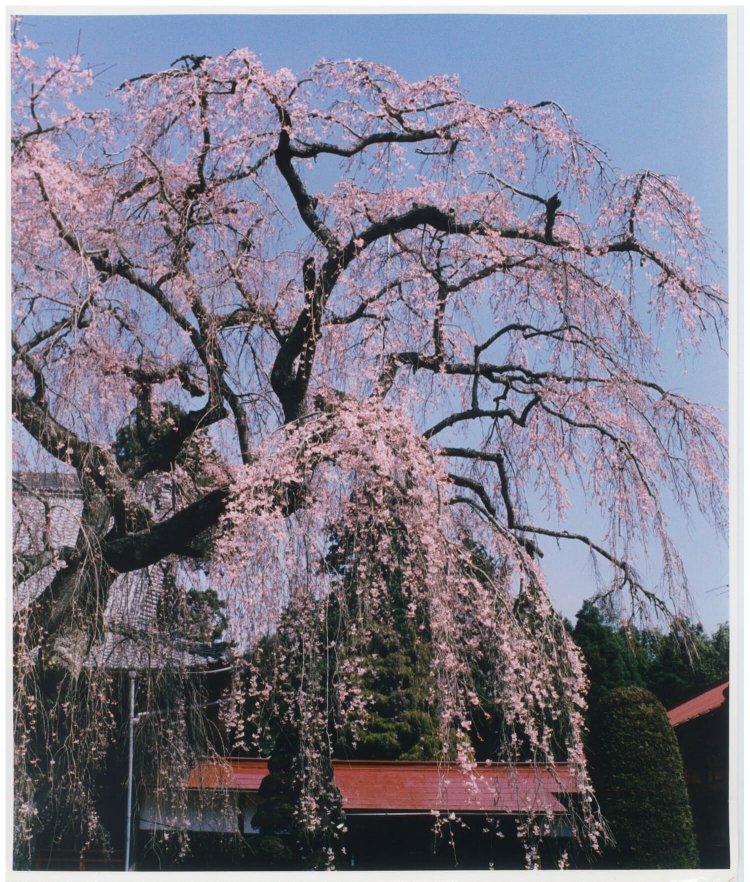 参道脇にしだれ桜が立ち並ぶ（妙宣寺）。（各写真提供：山武市わがまち活性課）。