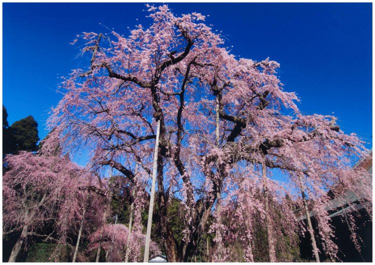 樹齢約300年のウバヒガンしだれ（長光寺）。