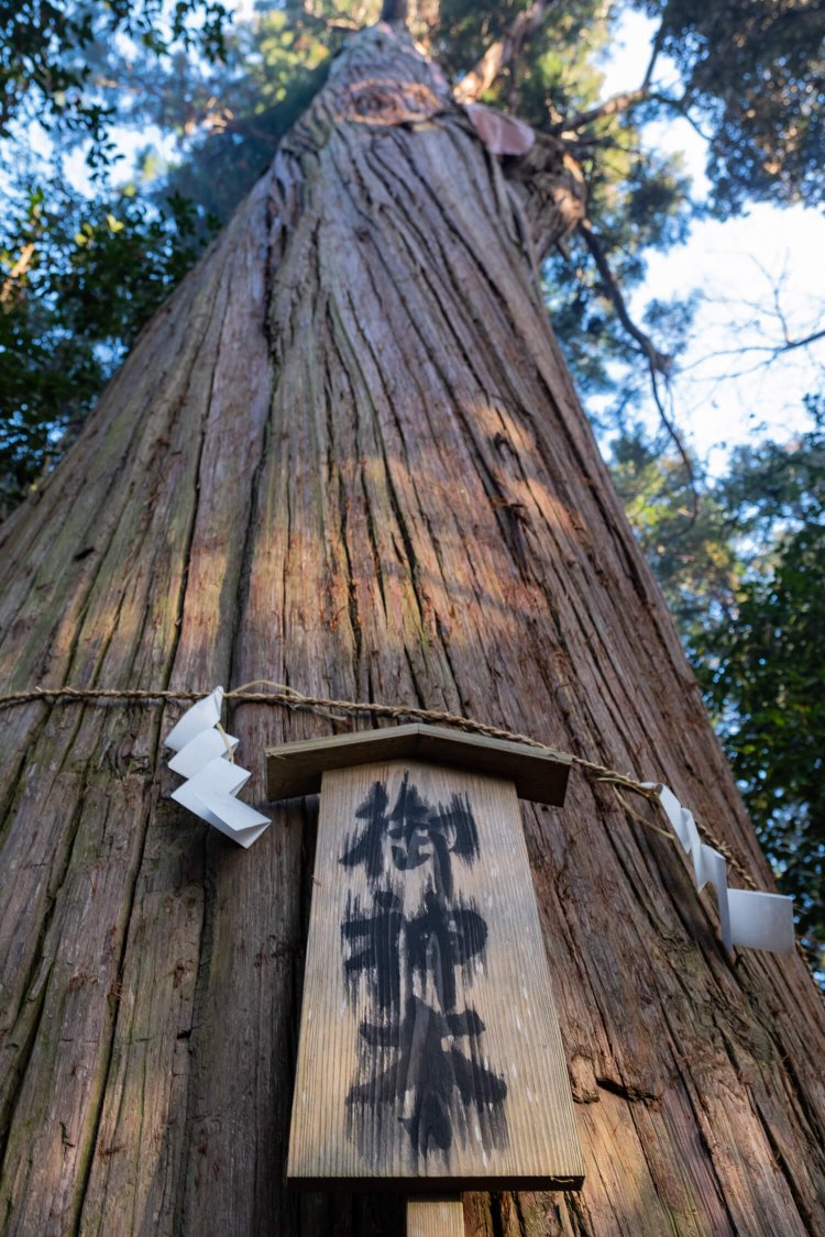威風堂々と立つ大杉。見上げていると首が痛くなるほどの高さだ。