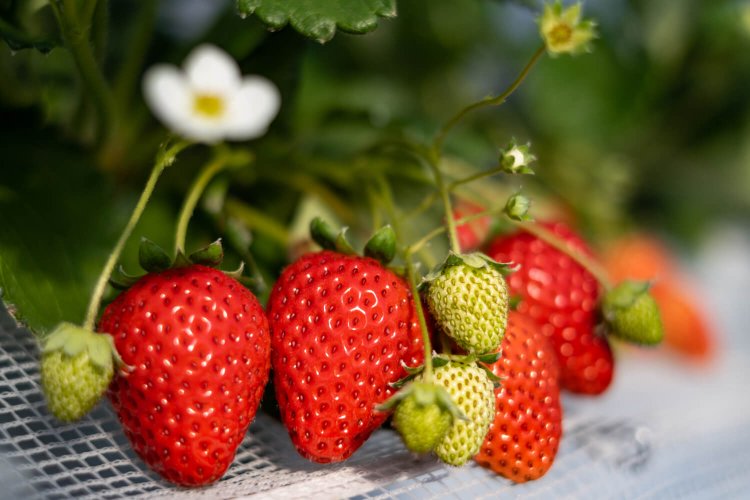 真っ赤に熟した深い甘みのさちのか。時季によりおすすめ品種は変わる。