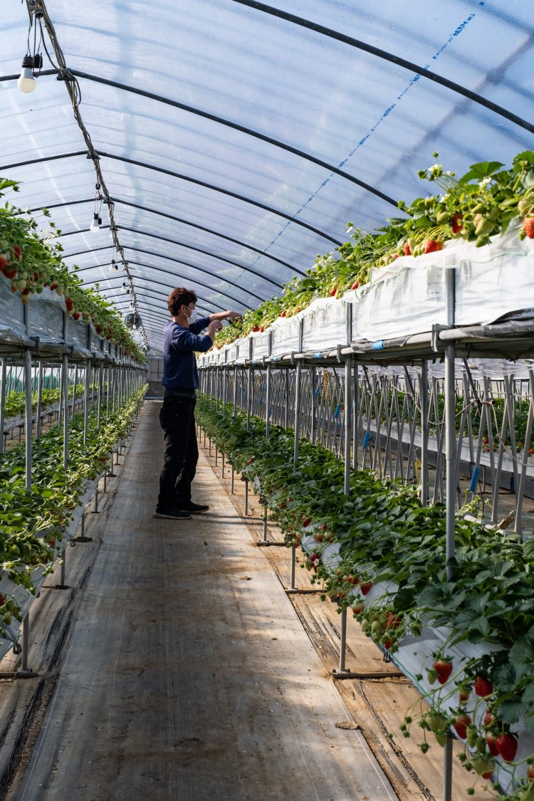 高所設備を備えたハウス内で手入れに余念のない園主・梶茂樹さん。