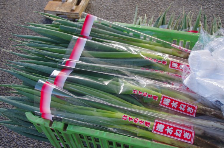 海水ねぎのほか、白菜、イワシごま漬け、おにぎり、手作りキーホルダーも市民から提供。