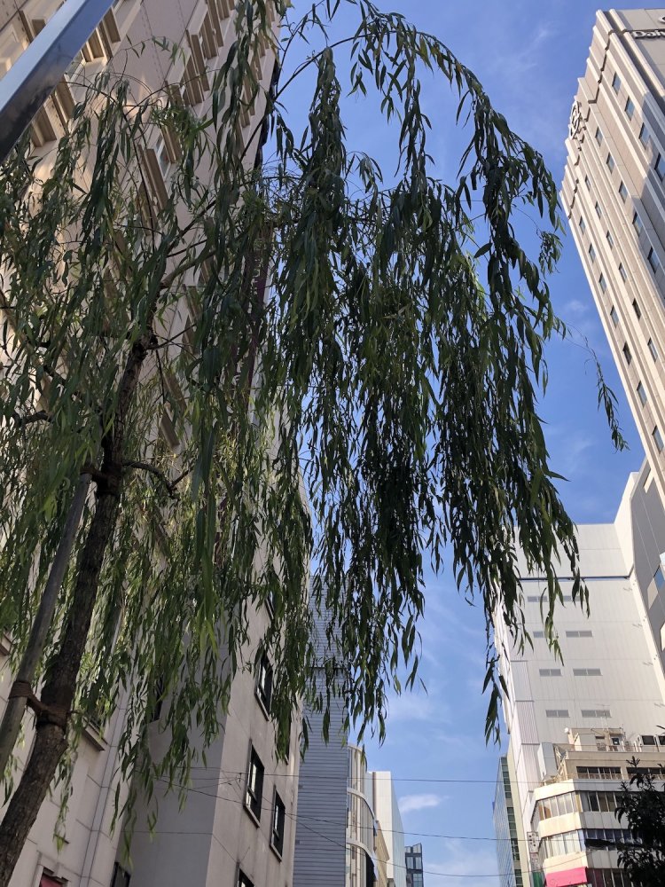 銀座に柳があったころ～「東京行進曲」「東京ラプソディ」「銀座の恋のものがたり」を聴きながら【街の歌が聴こえる】