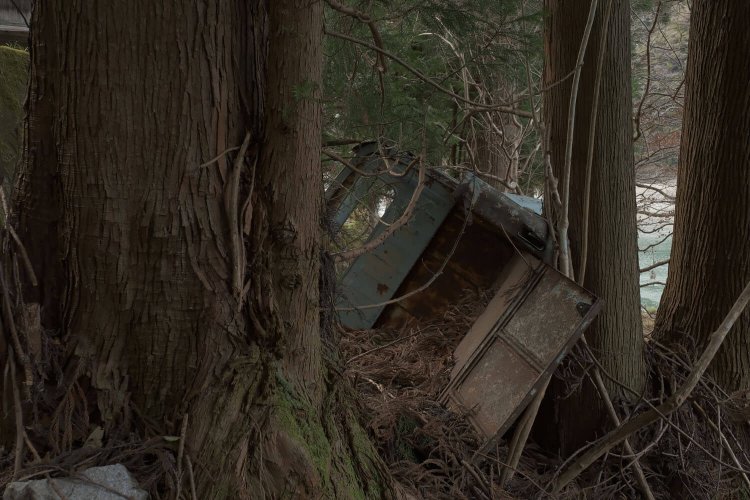 背後から。成長する木々に挟まれているようだ。