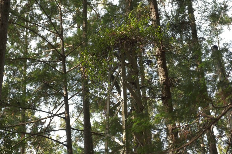 鉄塔上部は草が生えていた。