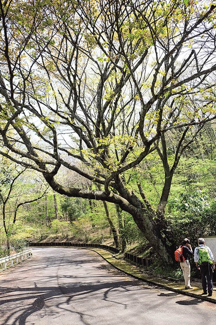 奥山家古道そばの頼朝桜。1881（明治14）年に台風により倒れたが、根元から出た枝が育ったのだとか。