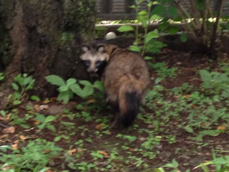 タヌキは東京にも生息している（都内某所・2012年）