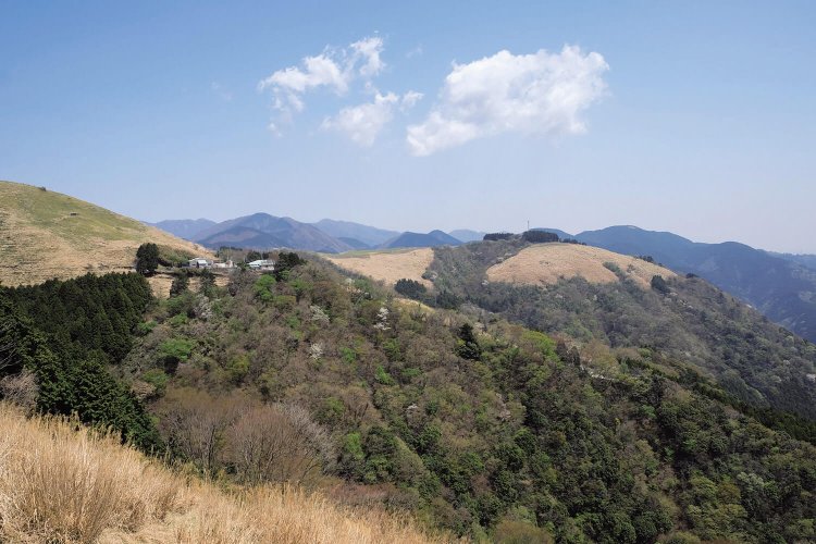 大野山山頂付近は牧場が広がる。