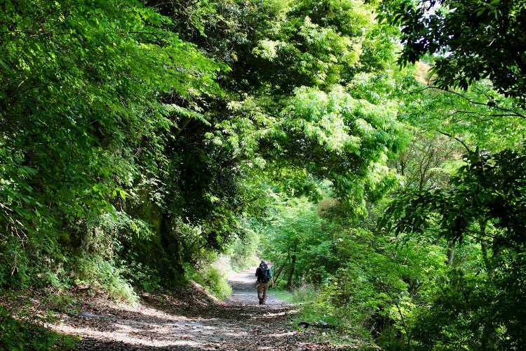 新緑が美しい『鍋割山荘』への道。丹沢の山は季節に応じてさまざまな姿を見せてくれる。