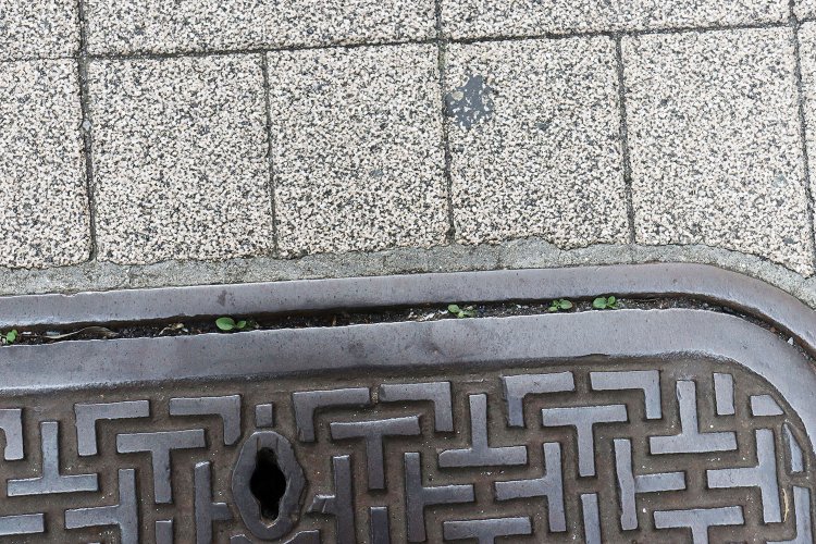 マンホールのスキマに生える小さな緑。