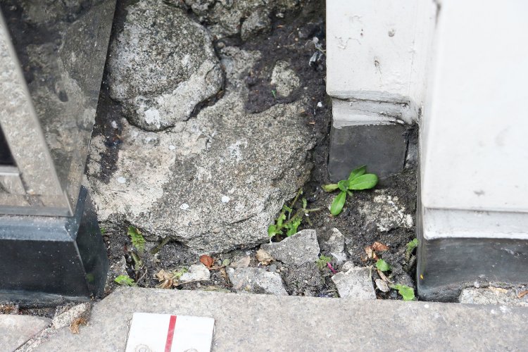 ひび割れたところから、チラッ。