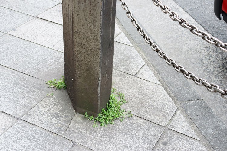 ポールの根本から、モサッ。