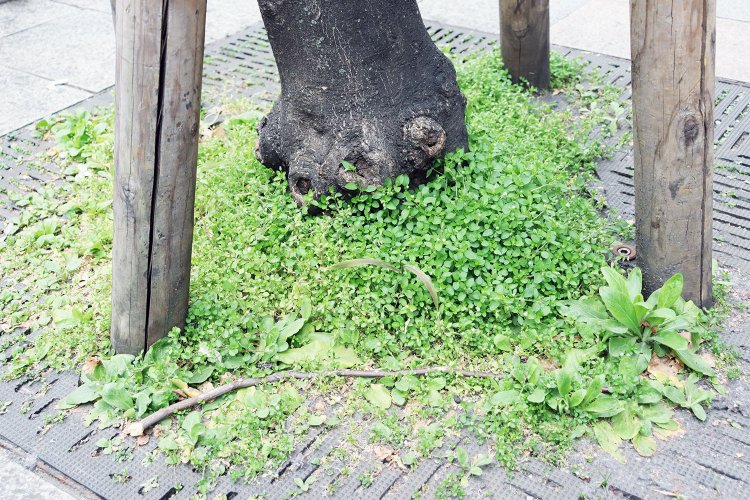 街路樹の根本から、モジャッ。