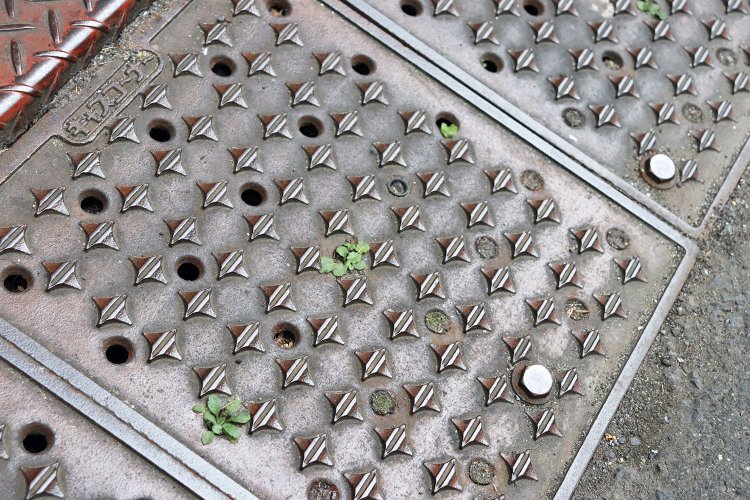 段差スロープの穴から、もぐらたたきのように顔を出す緑。おそらく穴の下に泥や水などが溜まっているのだろう。