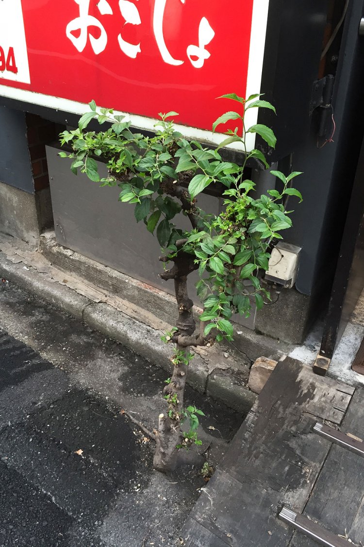 スキマから唐突に生えた木。2015年8月撮影。