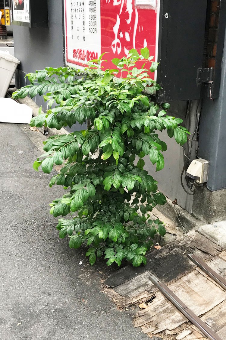 2018年10月。だいぶフサフサに。