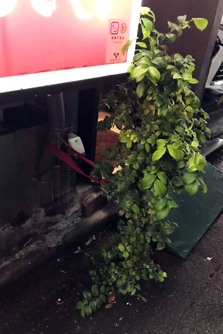 2019年11月。紐でつながれていた。